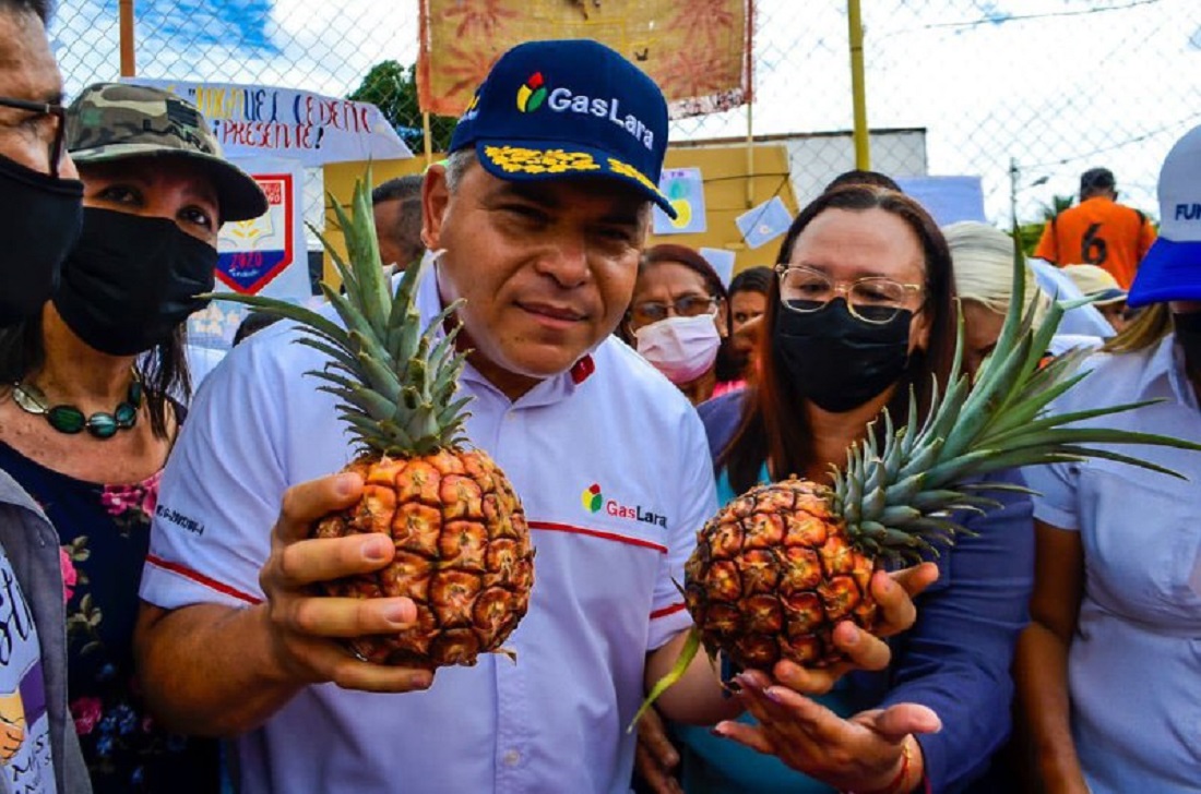 Notiprensa DigitalLa piña y sus bondades es exhibida en Festival